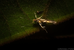 Aeoloscelis chrysophoenicea