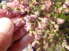 Erica labialis