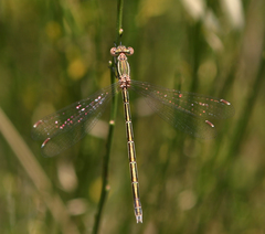 Lestes virens virens