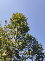 Dipterocarpus intricatus