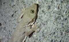 Hemidactylus flaviviridis