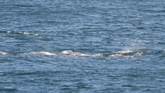 Hyperoodon planifrons