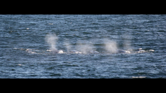 Hyperoodon planifrons