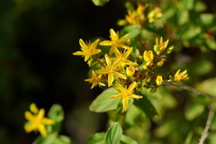 Hypericum tetrapterum