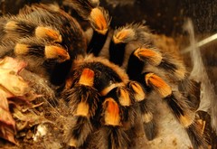 Brachypelma hamorii
