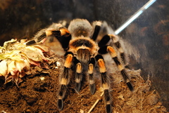Brachypelma hamorii