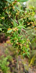 Monotoca glauca