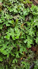 Pseudocyphellaria homoeophylla