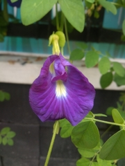 Clitoria ternatea