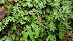 Pseudocyphellaria homoeophylla