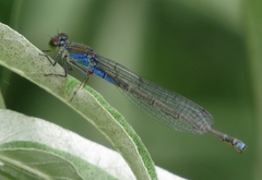 Erythromma