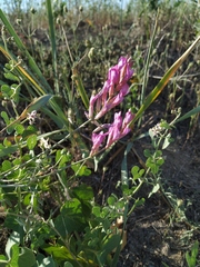 Astragalus varius eupatoricus