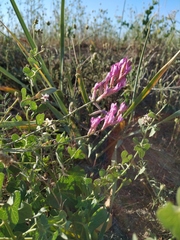Astragalus varius eupatoricus