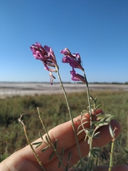 Astragalus varius eupatoricus