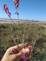Astragalus varius eupatoricus