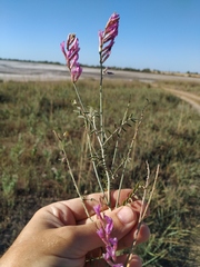 Astragalus varius eupatoricus