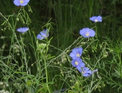 Linum austriacum