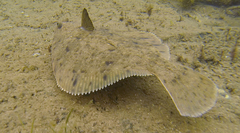 Rhombosolea tapirina