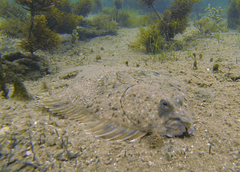 Rhombosolea tapirina