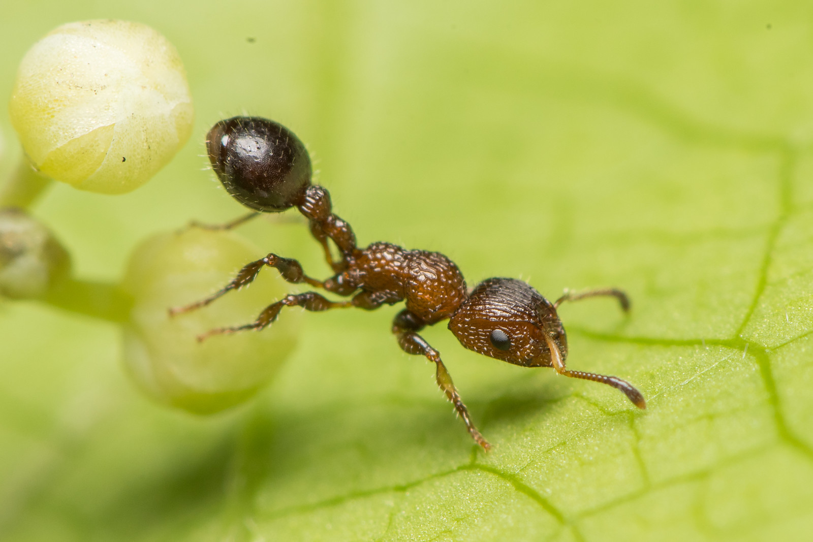 Dilobocondyla gaoyureni