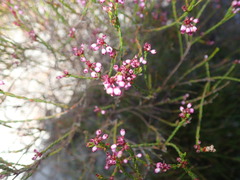 Erica rhopalantha