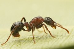 Stictoponera bicolor