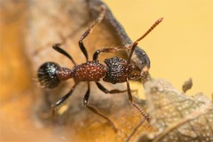 Stictoponera bicolor