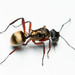 Red-thighed Polyrhachis - Photo (c) Mark Ayers, some rights reserved (CC BY-NC), uploaded by Mark Ayers