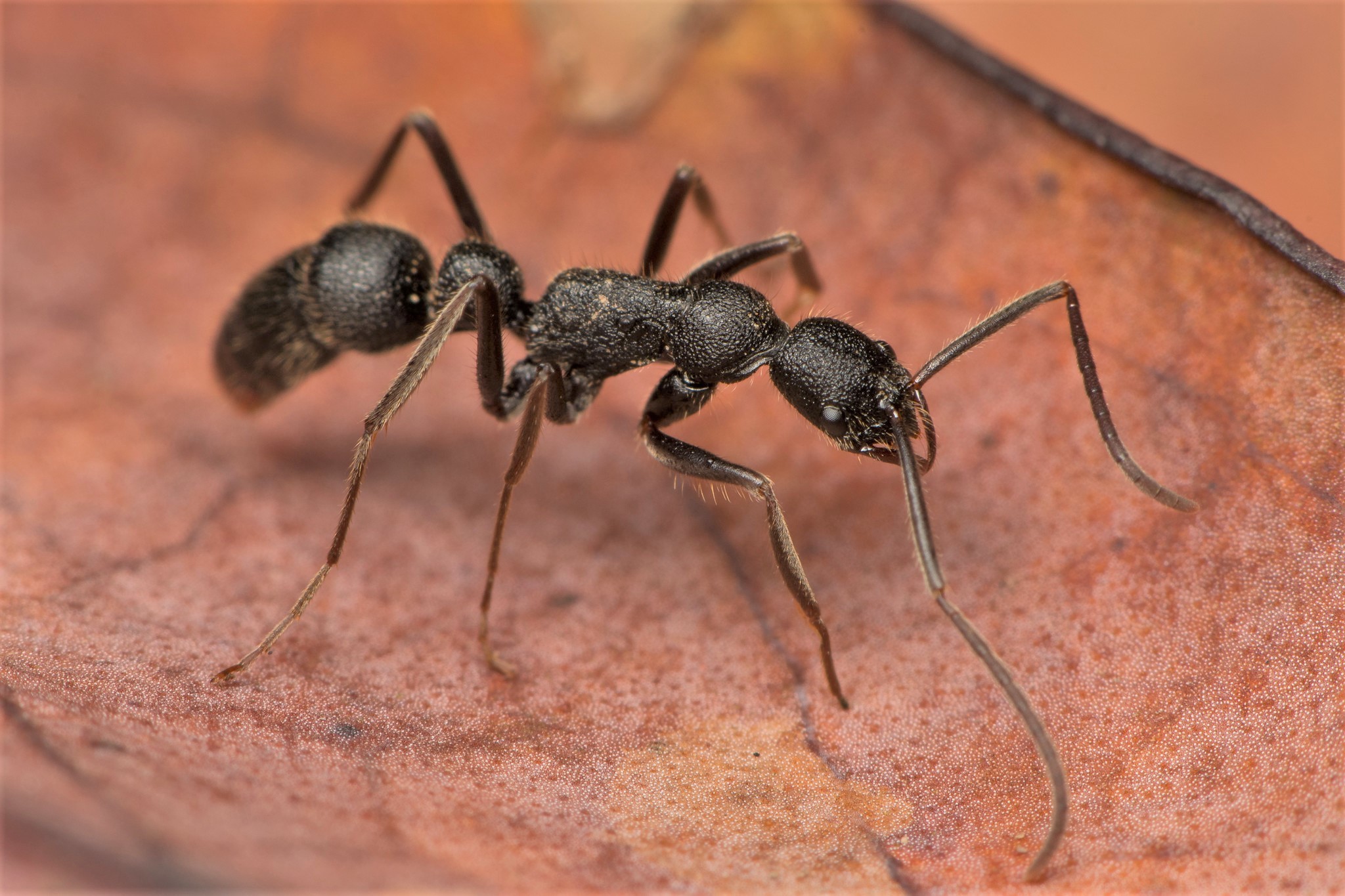 Leptogenys binghamii