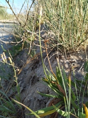 Scorzonera parviflora