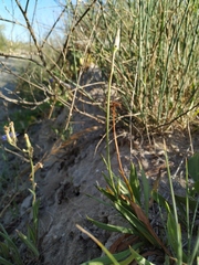 Scorzonera parviflora