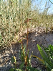 Scorzonera parviflora