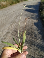 Scorzonera parviflora