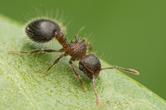 Meranoplus bicolor