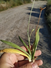 Scorzonera parviflora