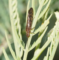 Stenosialis australiensis