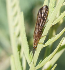 Stenosialis australiensis