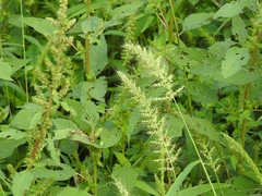 Setaria scheelei