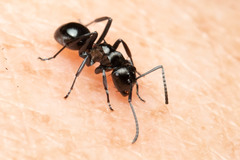 Polyrhachis clio