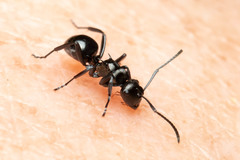 Polyrhachis clio