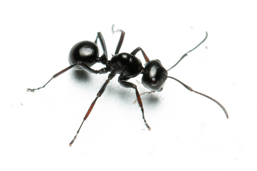 Polyrhachis australis