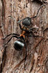 Polyrhachis ornata