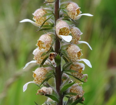 Digitalis lanata