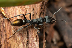Myrmecia gilberti