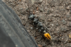 Myrmecia gilberti