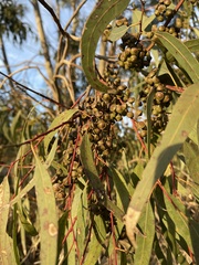 Eucalyptus rudis