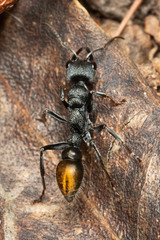 Myrmecia gilberti