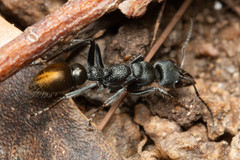Myrmecia gilberti