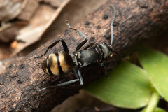 Polyrhachis tubifera