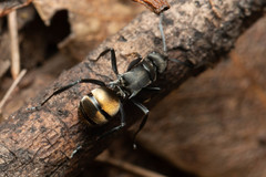 Polyrhachis tubifera